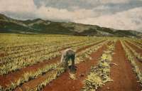 Hawaii Post Cards 1945 