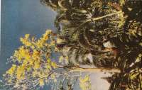 Hawaii Post Cards 1945 7