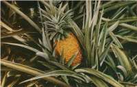 Hawaii Post Cards 1945 15