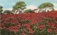 San Diego Post Cards December 1944 7